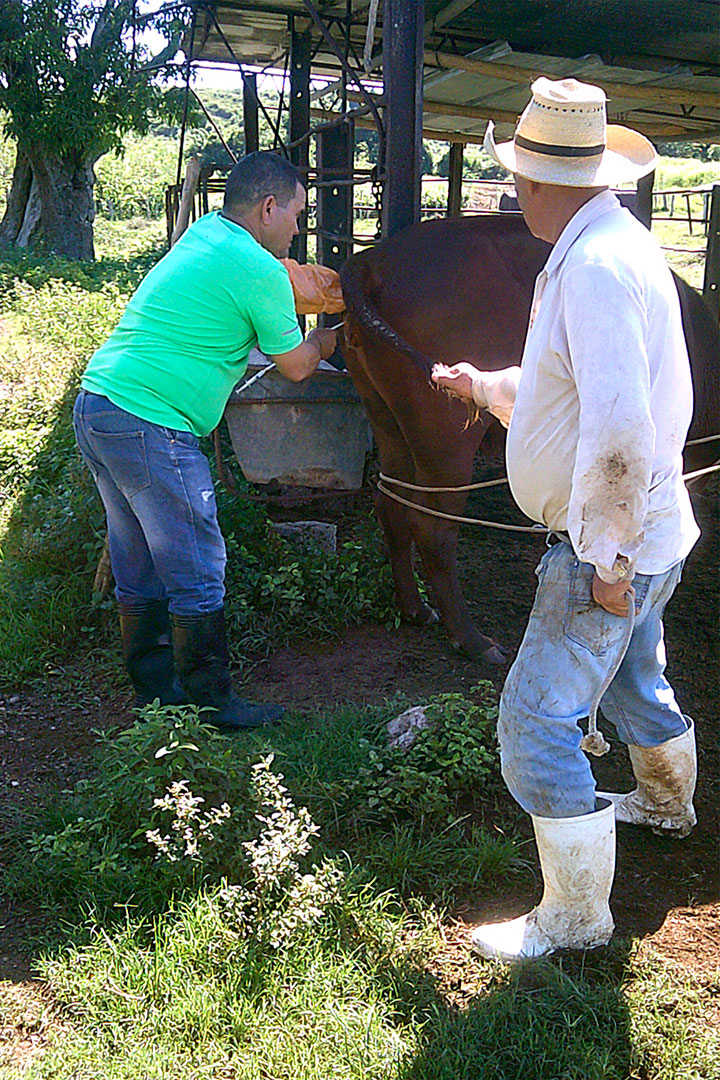 Inseminación artificial de ganado vacuno.