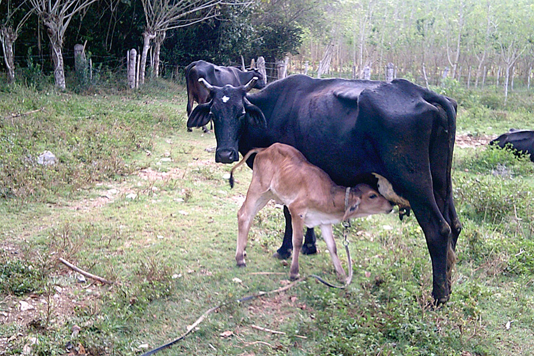 Vaca con ternero.