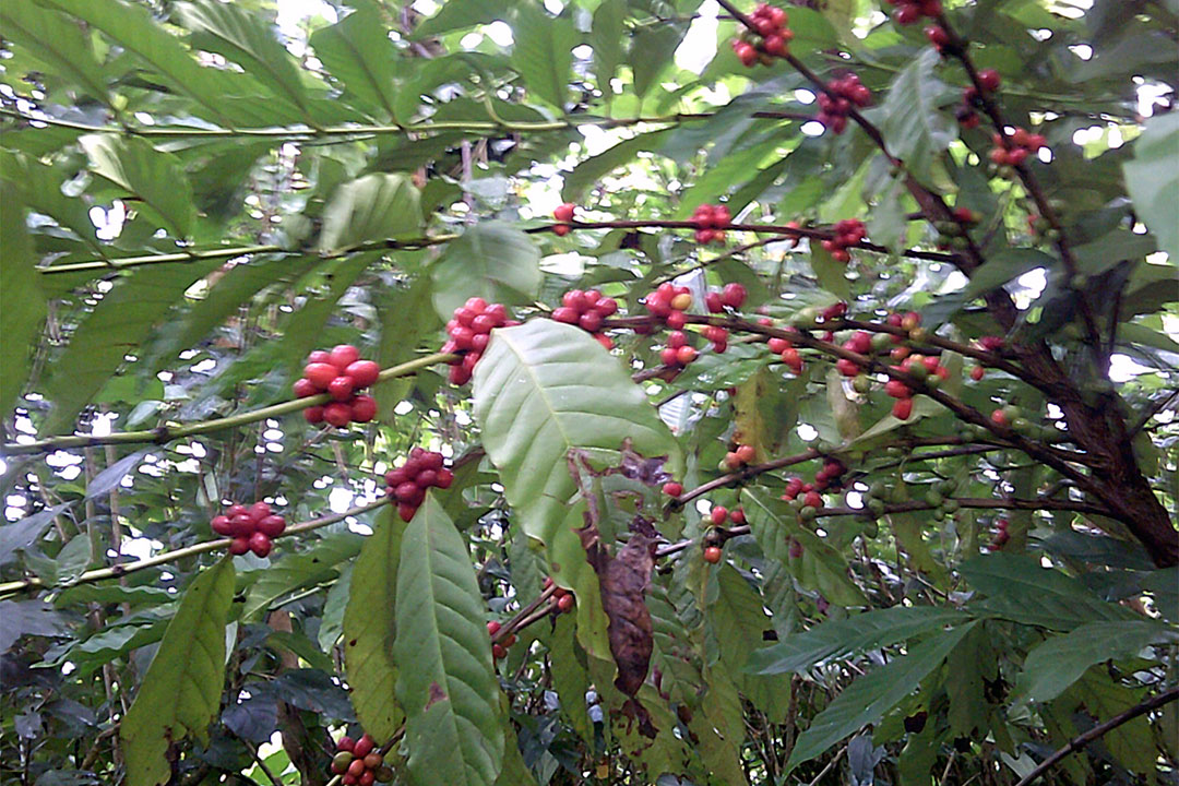 Cafetos en la CPA Ángel Bombino, de Manicaragua.