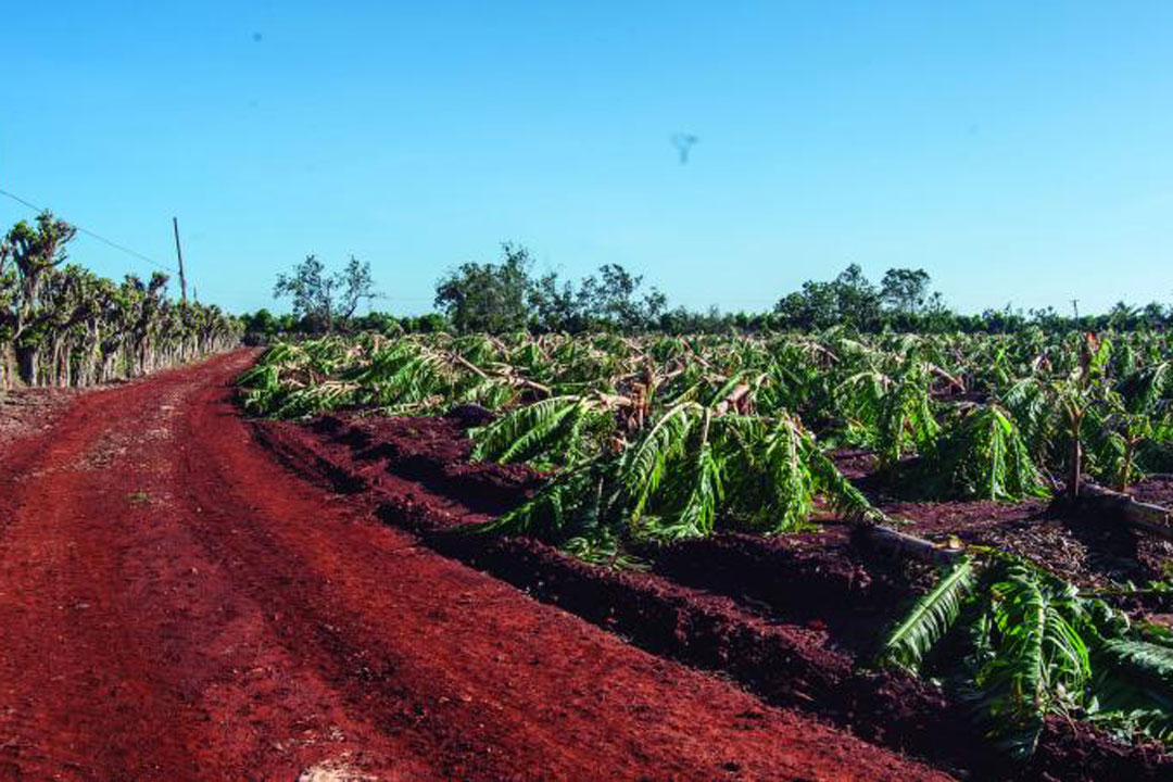 Daños en cultivo de plátanos en Artemisa