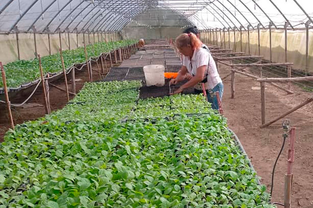 Casa rústica de cultivo.