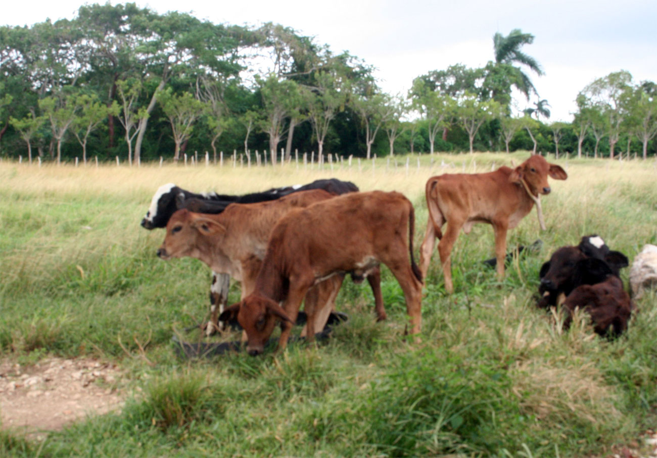 Vanguardia - Villa Clara - Cuba