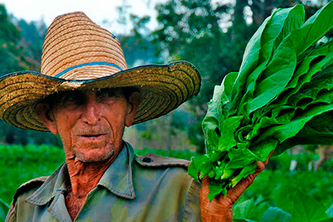 Campesino con hojas de tabaco en la mano