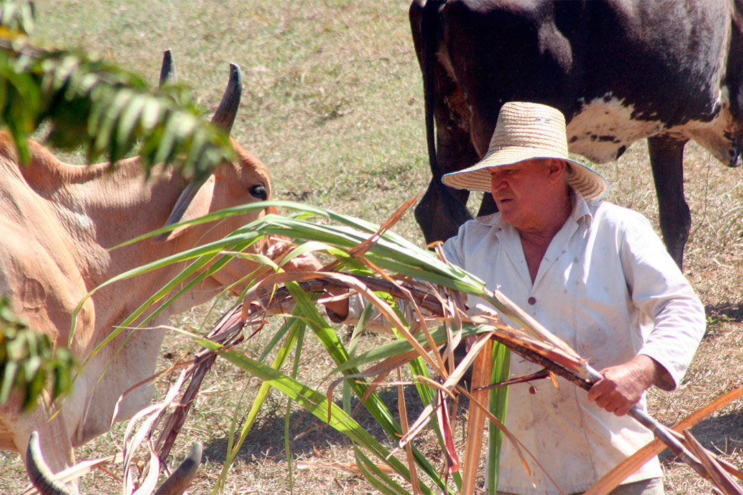 Juan Marrero Rodríguez, ganadero destacado y padre del tabacalero Linner Marrro Turiño.