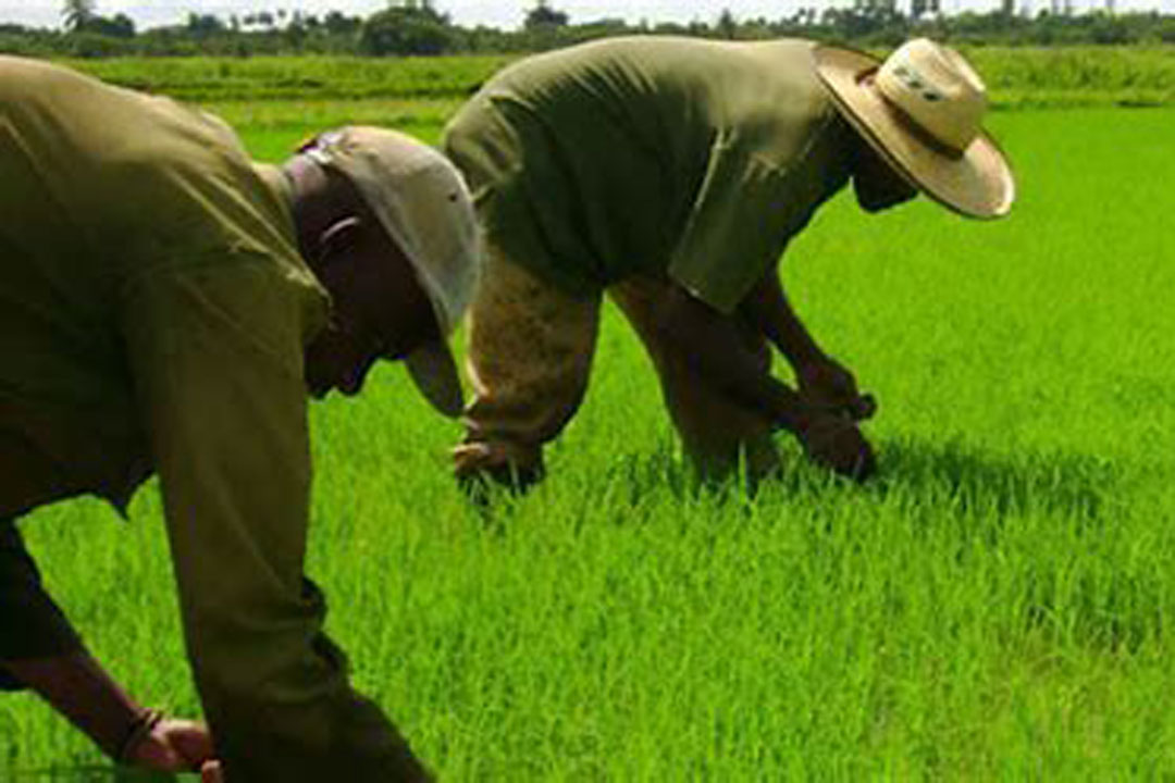 Agricultores en campo de arroz