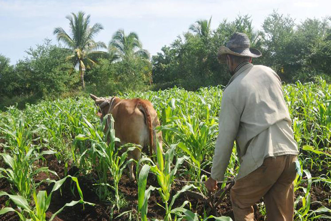 Campesino trabajando la tierra