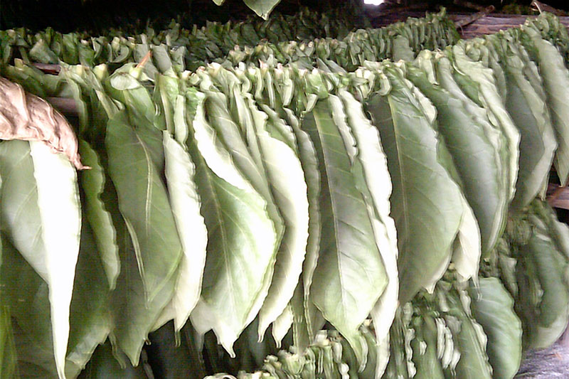 Cujes de tabaco.