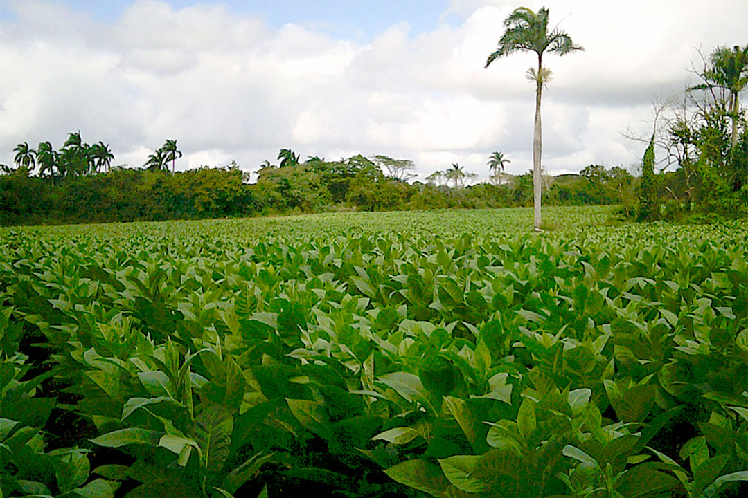 Vega de tabaco de sol.