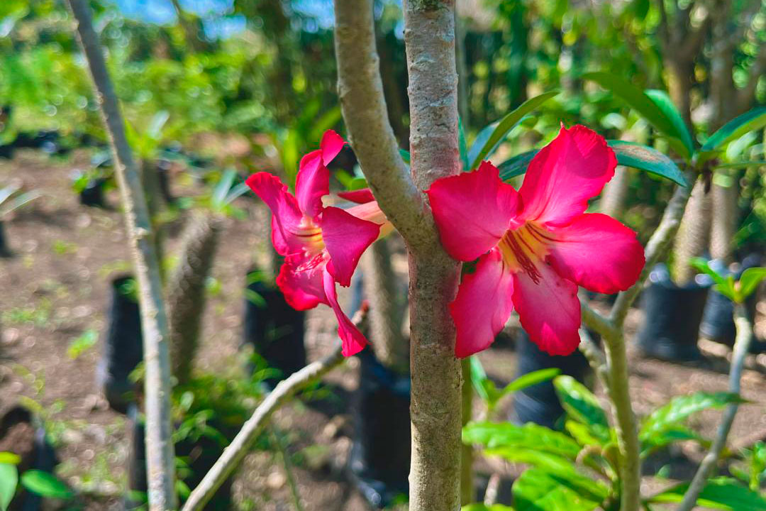 Rosas del desierto.