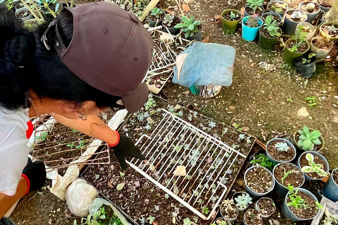 Mislady García trabajando con las plantas.