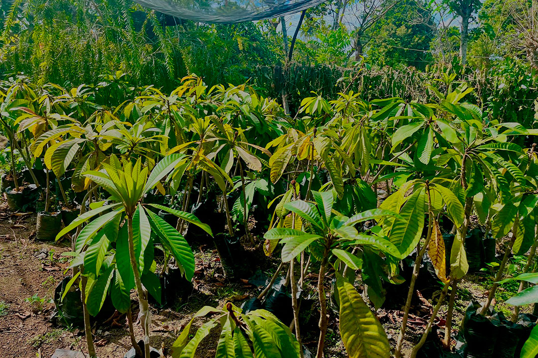 Posturas de mango.