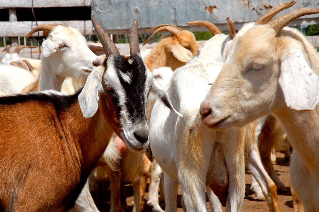 Cabras raciales del productor Delvis Crespo González, de Taguayabón, Camajuaní.