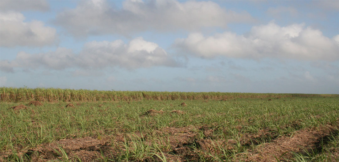 Plantación cañera.