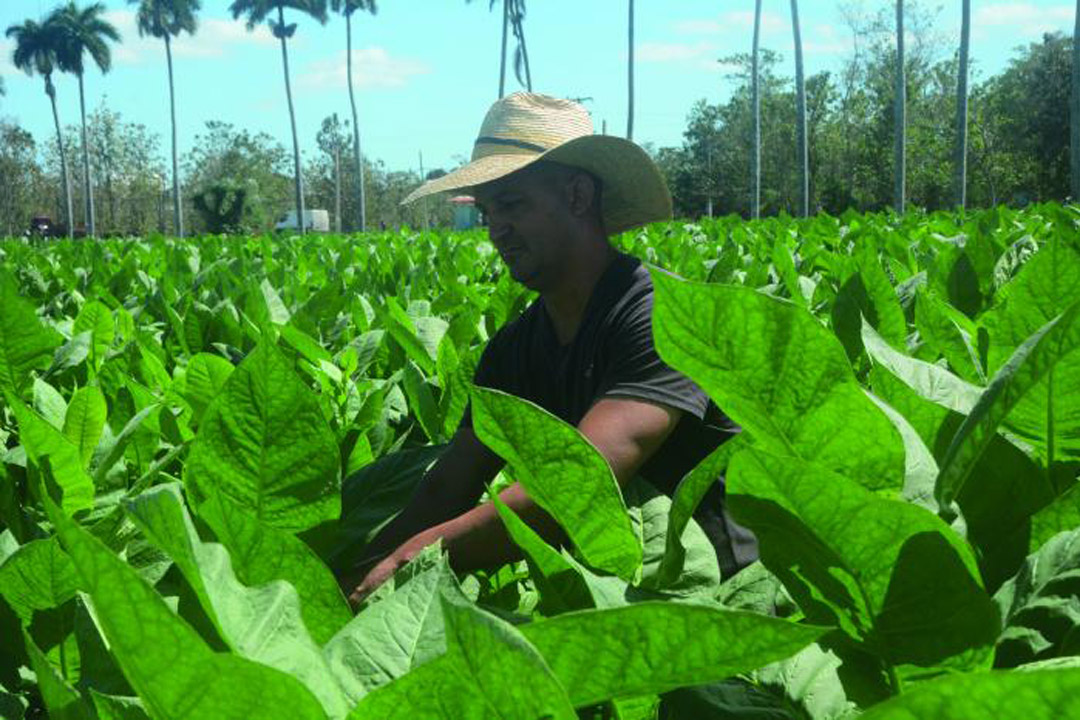 Vanguardia - Villa Clara - Cuba