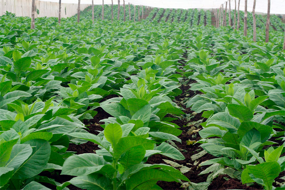 Vega de tabaco.