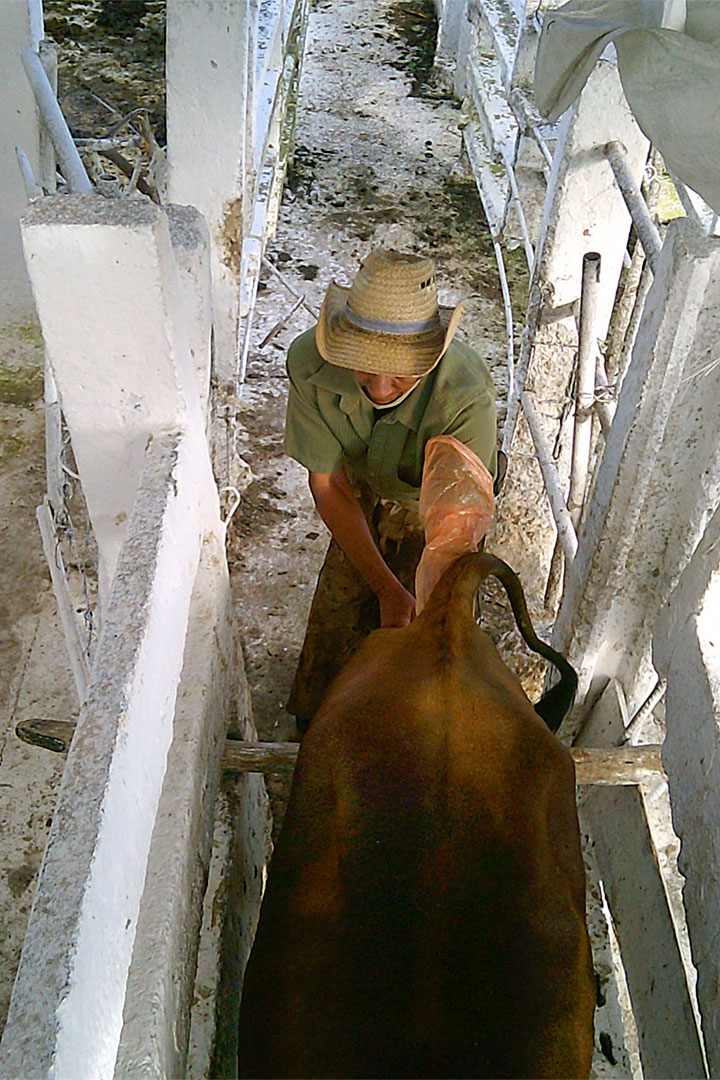 Inseminación artificial de una vaca.