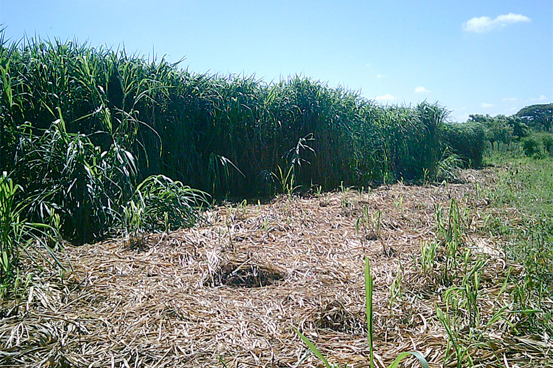 Plantación forrajera.