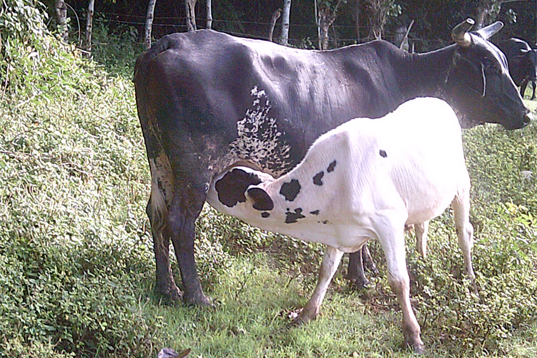 Ternero mamando de la vaca.