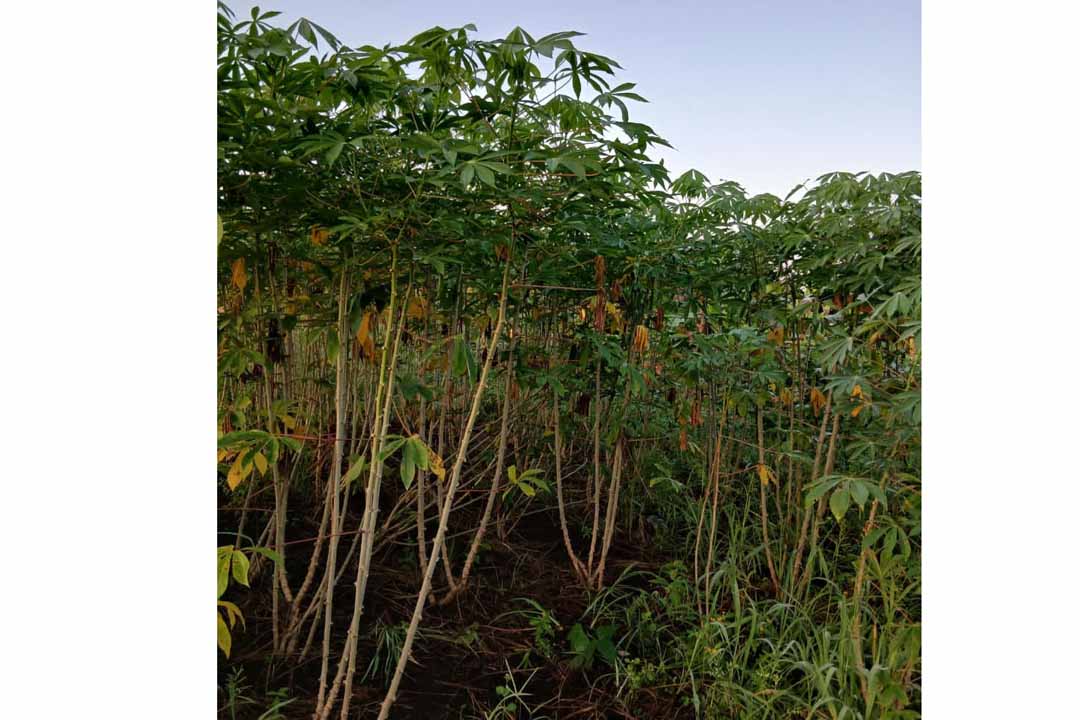 Vanguardia - Villa Clara - Cuba