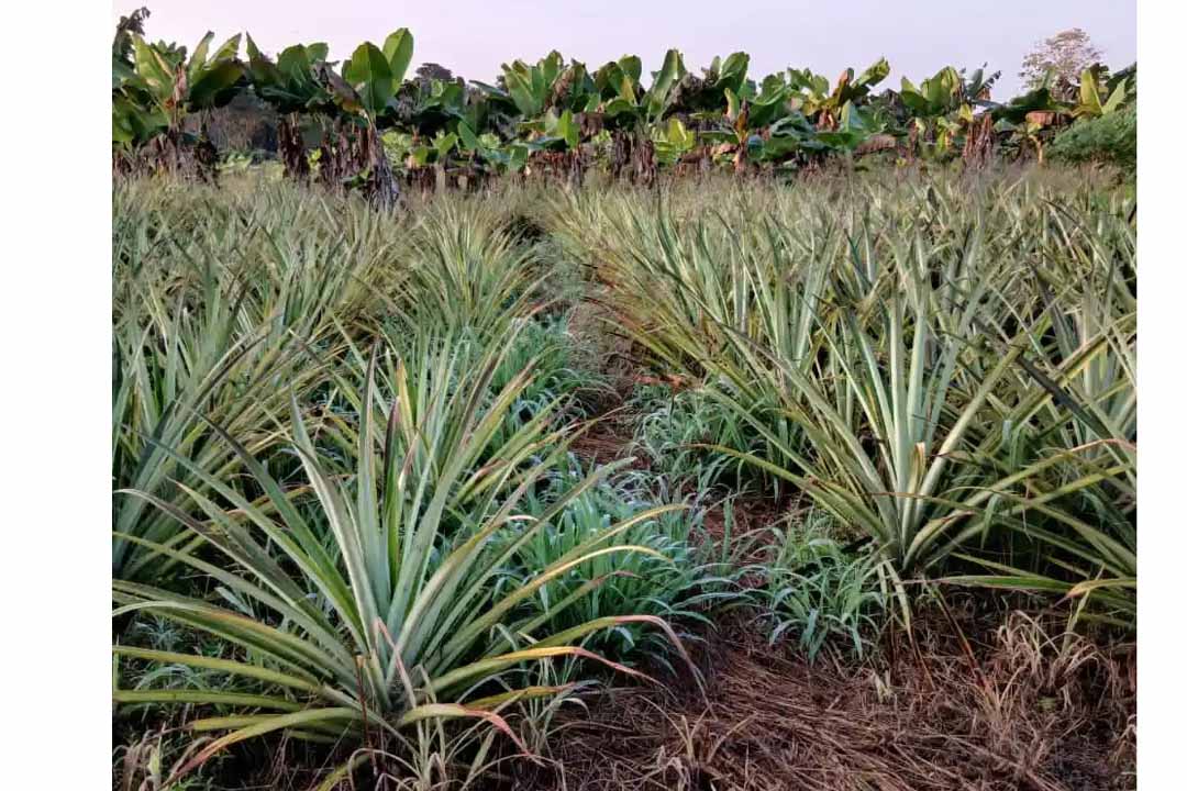 Vanguardia - Villa Clara - Cuba