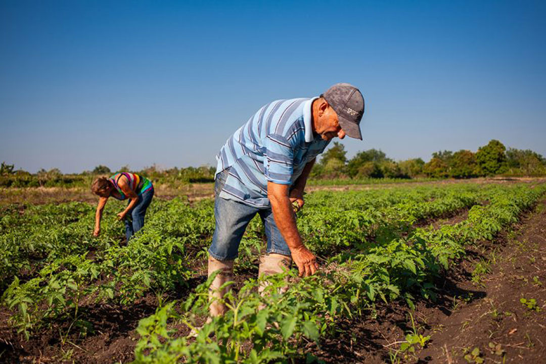 Campesino cultivando