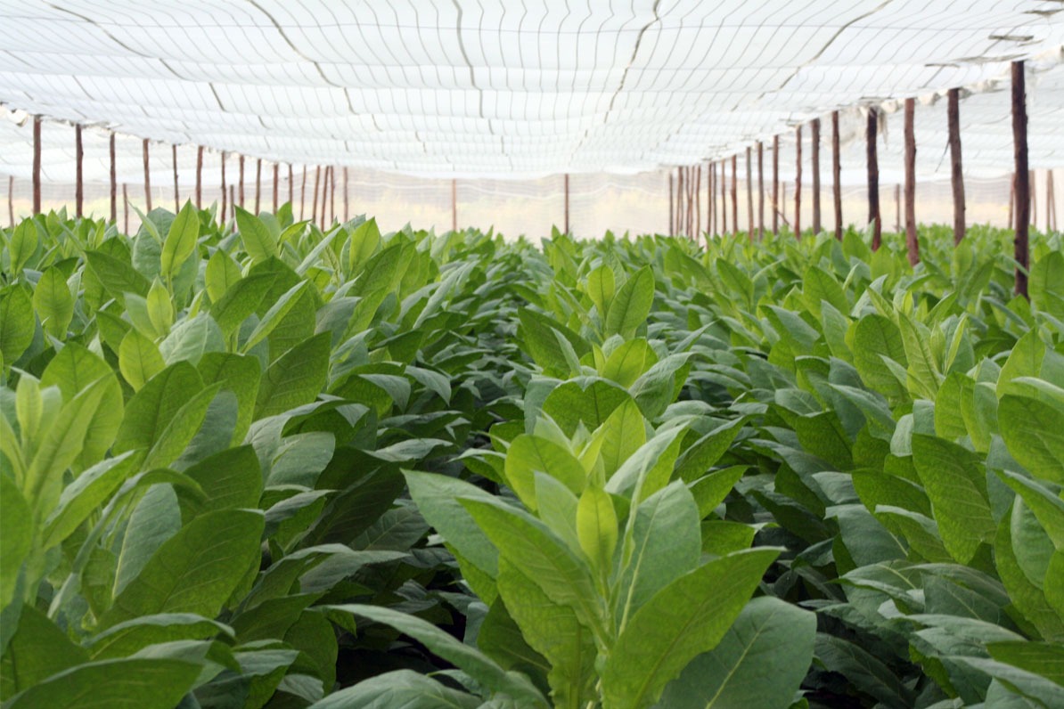 Cultivo de tabaco.