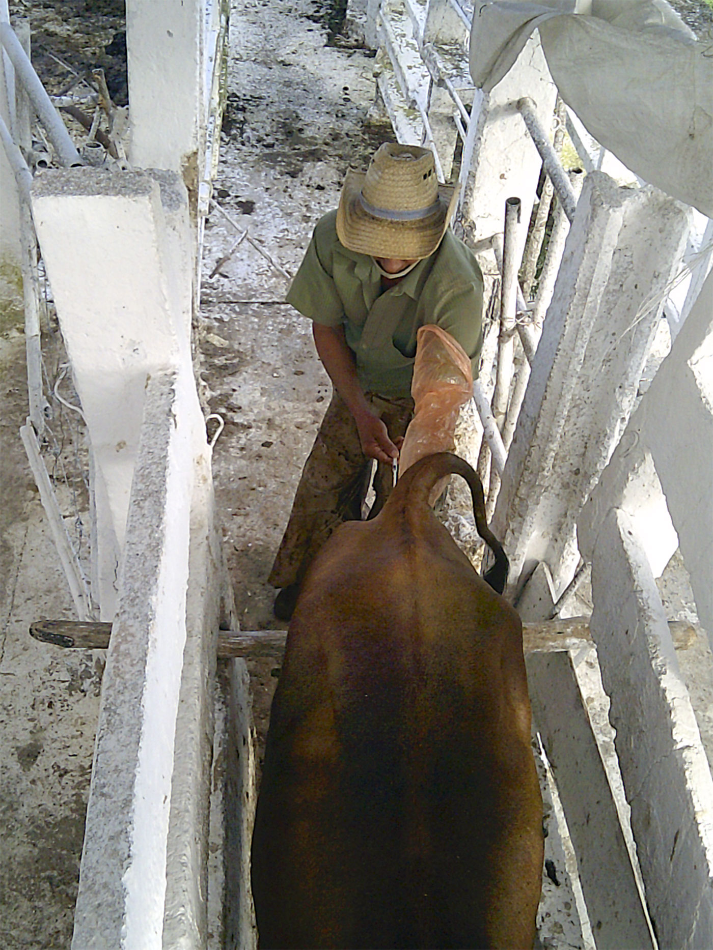 Inseminación artificial.