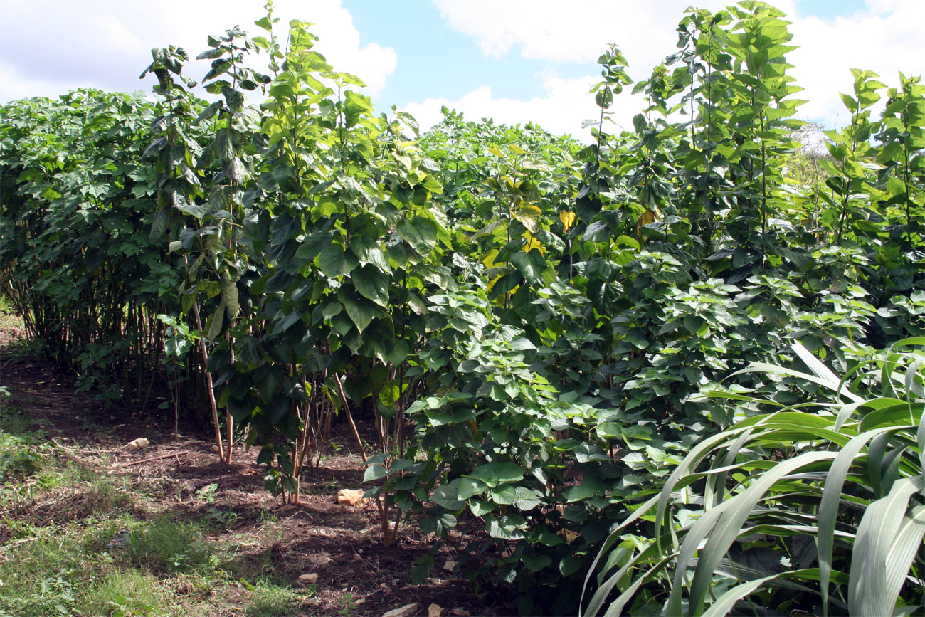 Pastos y forrajes para el ganado.