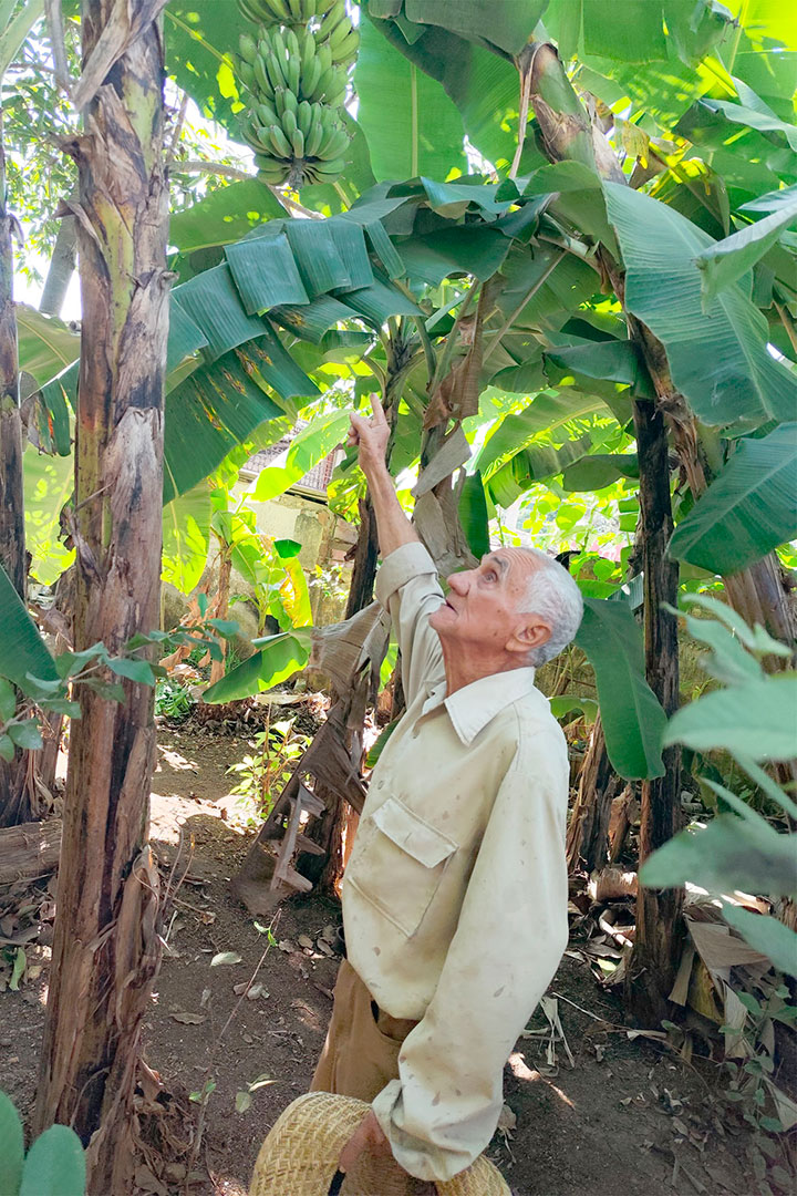 Luis Vega Cuéllar observa racimo de plátano en su patio de referencia.