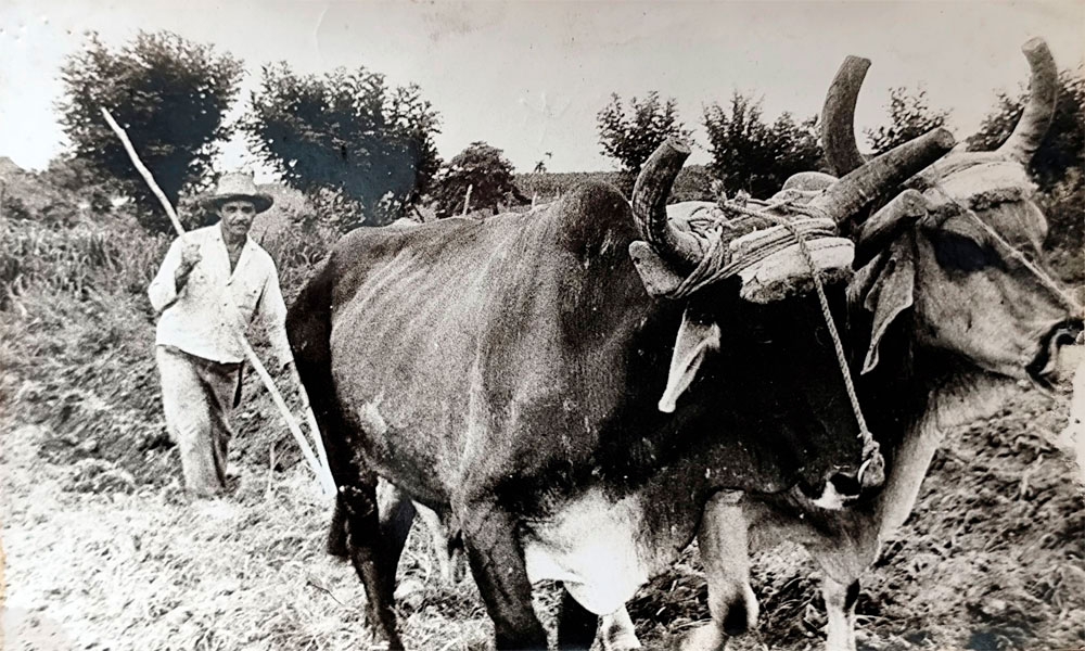 Campesino realizando labores de fangueo con la yunta de bueyes, para el cultivo de arroz.