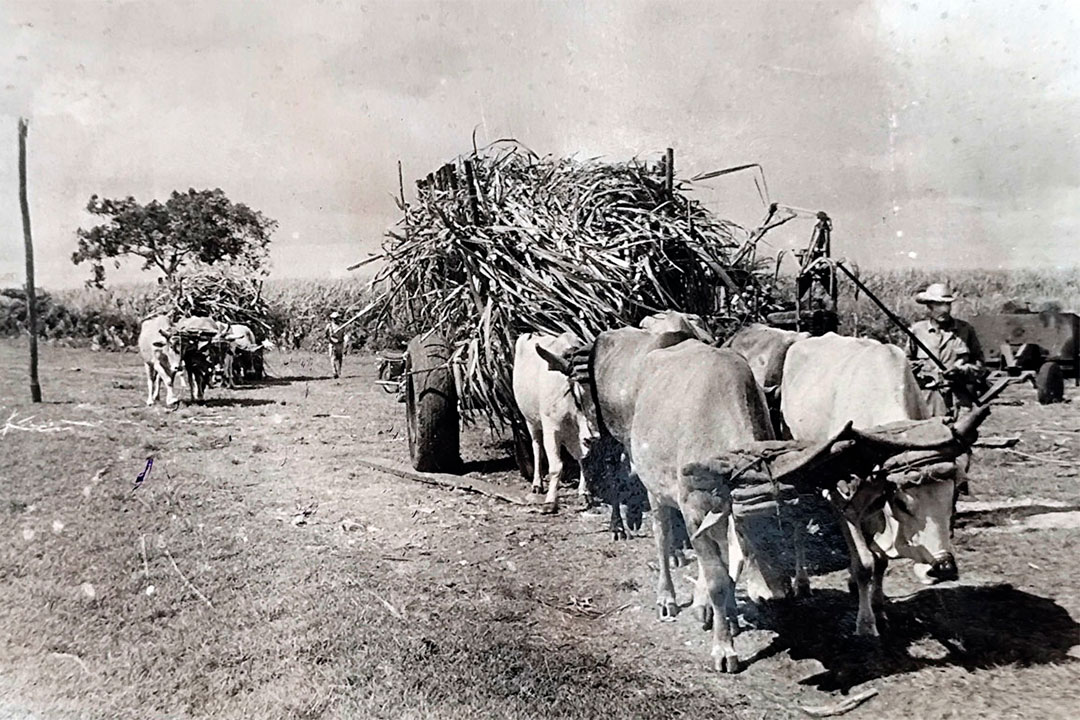 Uso de la carreta tirada por bueyes en la agricultura azucarera.