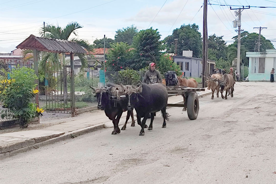 Uso de carreta de bueyes en el transporte agrícola.