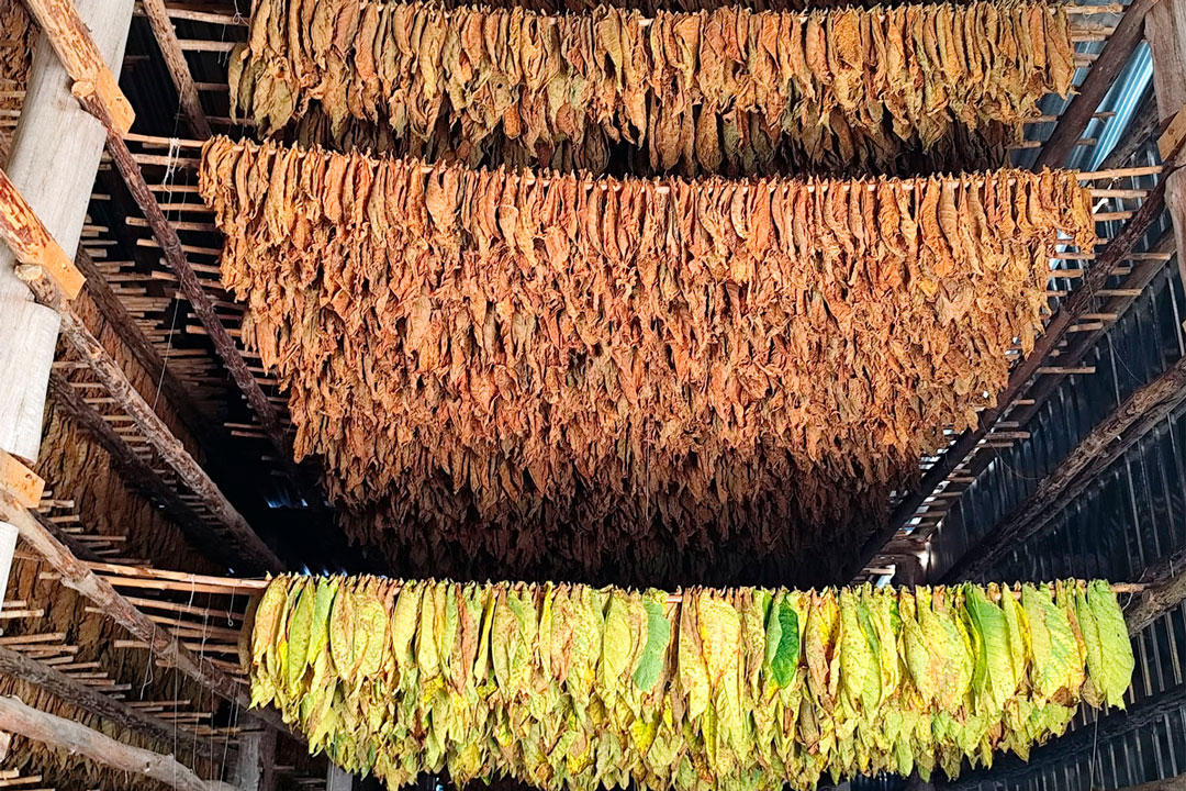 Cura de tabaco ensartado.