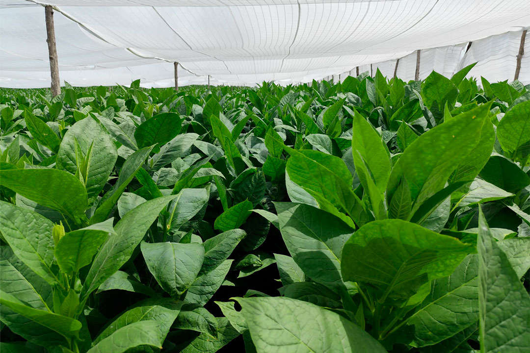 Cultivo de tabaco tapado en Placetas.