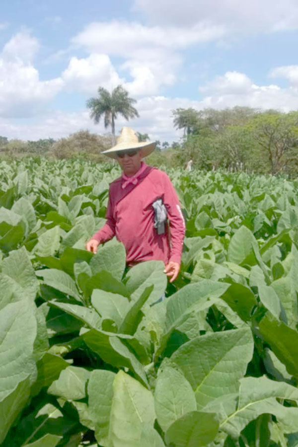 Alecnay Alfonso de recorrido por la plantación de tabaco.