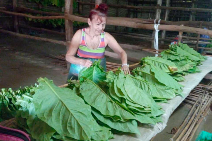 Labores de beneficio de la hoja de tabaco.