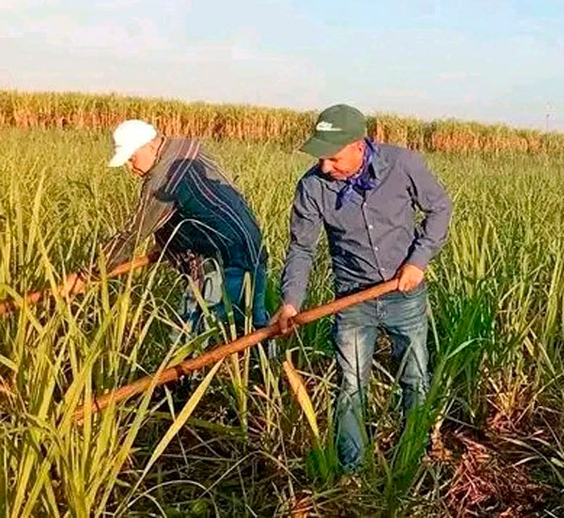 Alecnay Alfonso en trabajo voluntario.