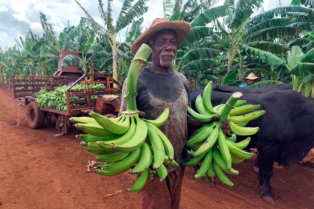 Producción de plátano.