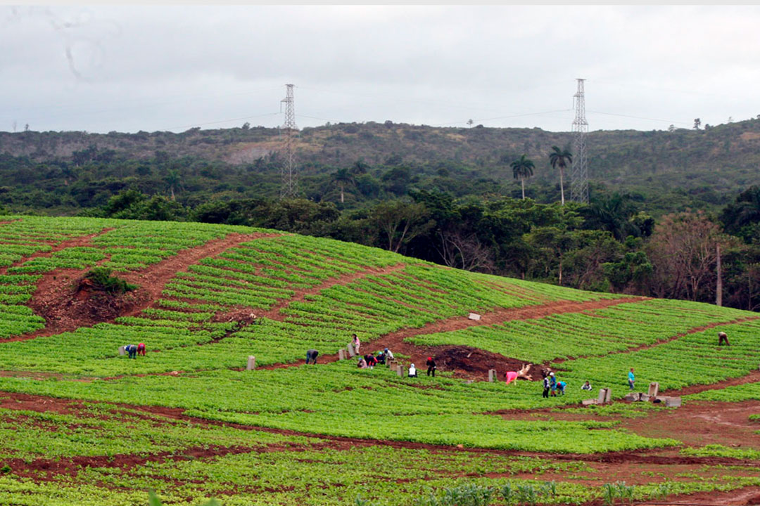 Área de semillero de tabaco.