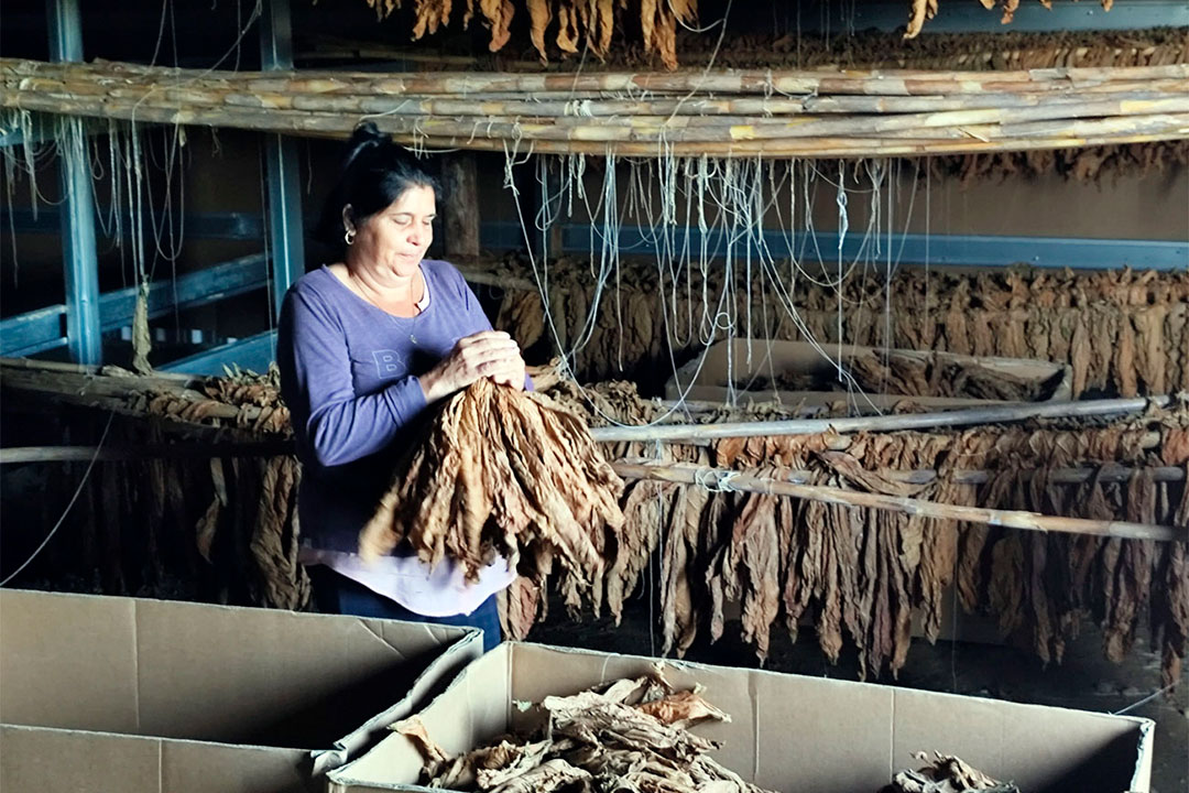Mujer con hojas de tabaco en casa de cura.