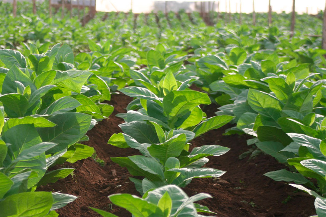Vega de tabaco.