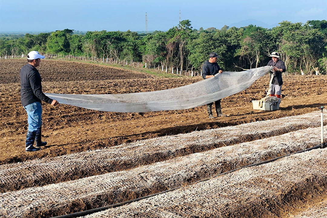 Aplicación de la ciencia y la técnica en la producción agrícola tabacalera.