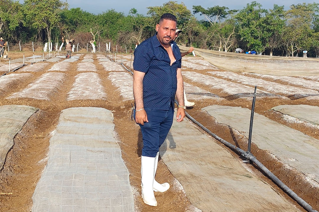 Guillermo Montero, cosechero de tabaco.