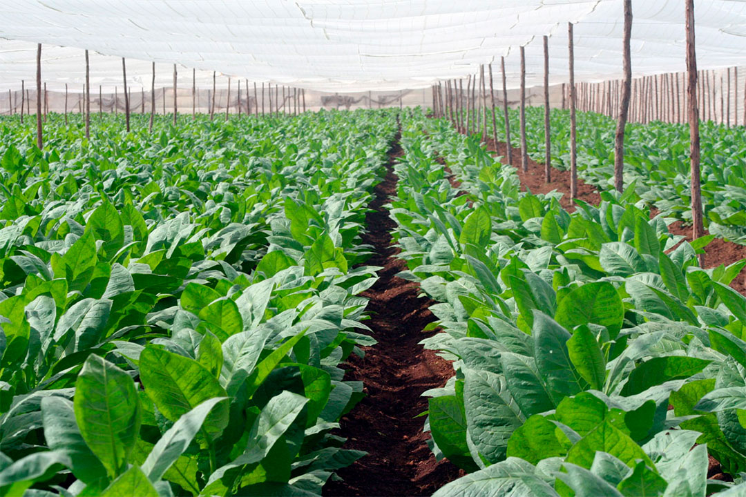 Vega de tabaco.
