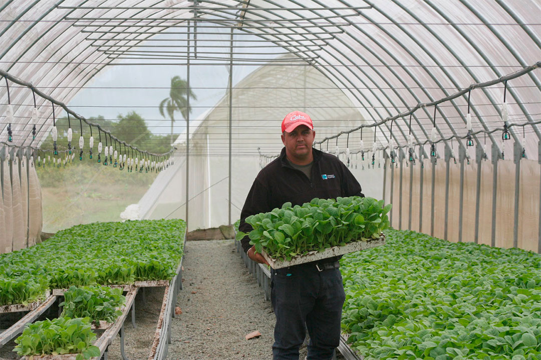 Campesino Noel Rolando Benítez en semillero de tabaco.