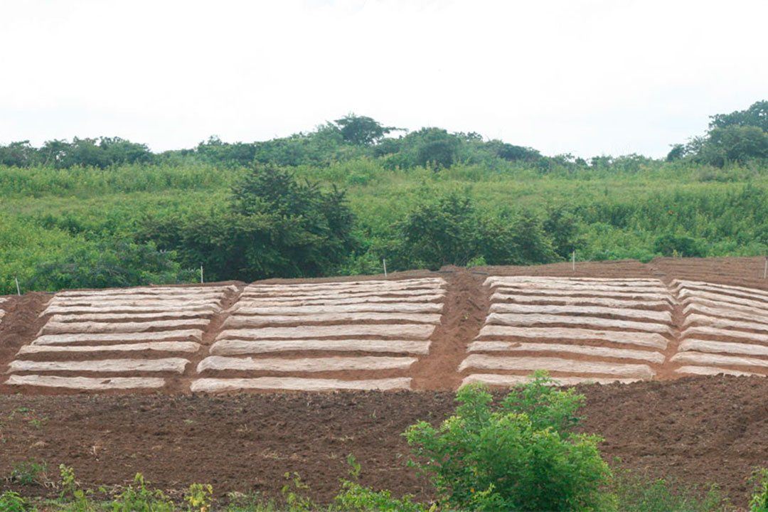 Semillero de tabaco en Placetas.