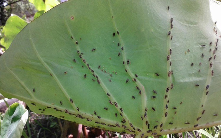 Plaga que afecta a las plantaciones de malanga. Plaga que afecta a las plantaciones de malanga.