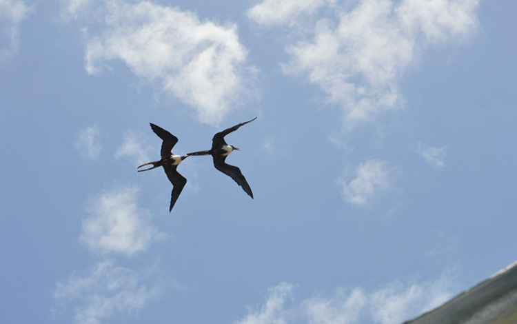 Aves. Aves.
