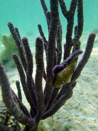 Arrecifes coralinos. Arrecifes coralinos.