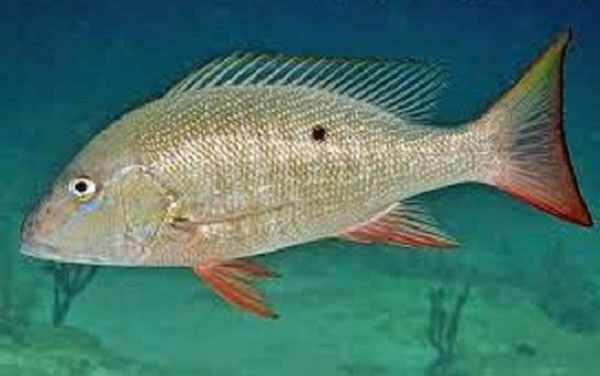 Pargo criollo. Pargo criollo.